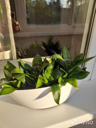 Сансевьерия ханни