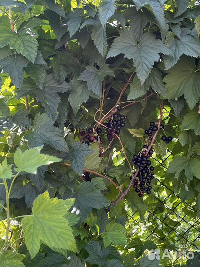 Чёрная душистая смородина