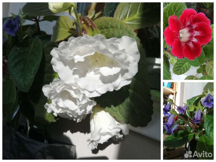 Домашние растения