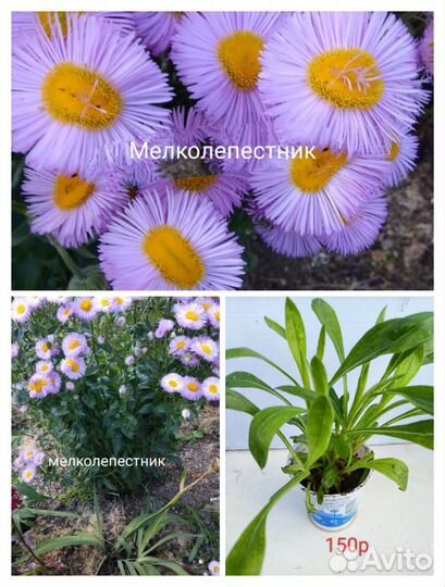 Многолетники