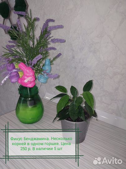 Комнатные цветы