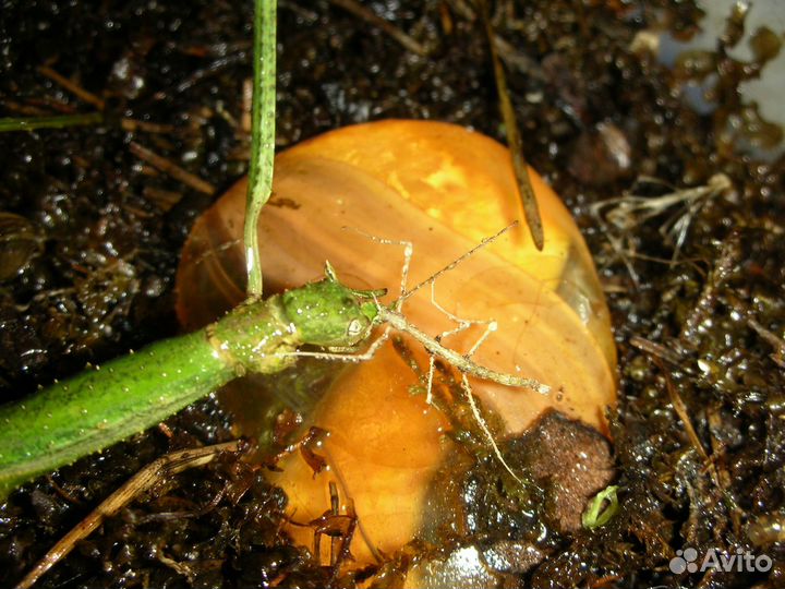 Аннамские палочники