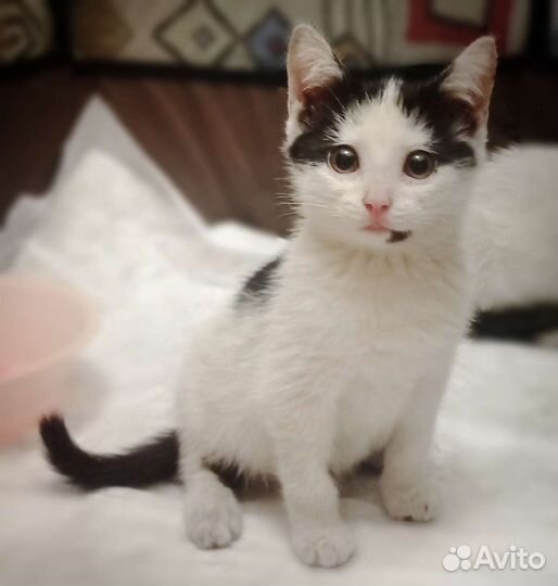 Котенок в добрые руки