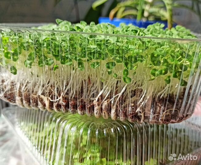 Микрозелень - живые витамины