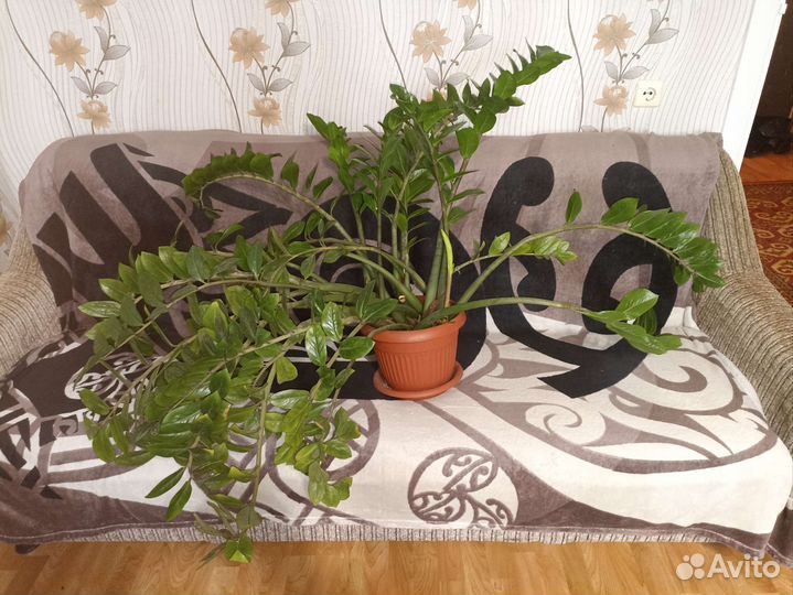 Замиокулькас в горшке