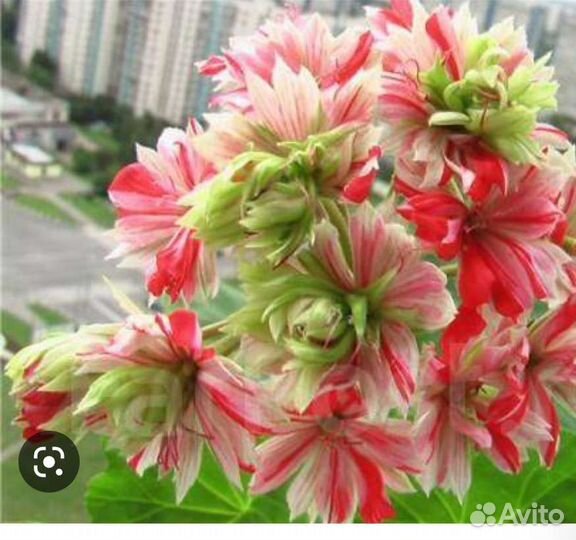 Пеларгония герань