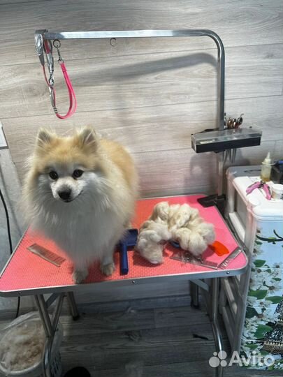 Стрижка собак. Вычес собак