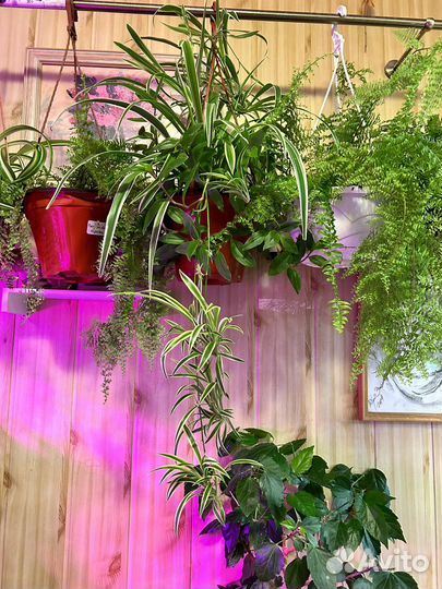 Хлорофитум