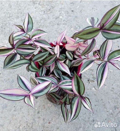 Зебрина Evanesce редкий сорт