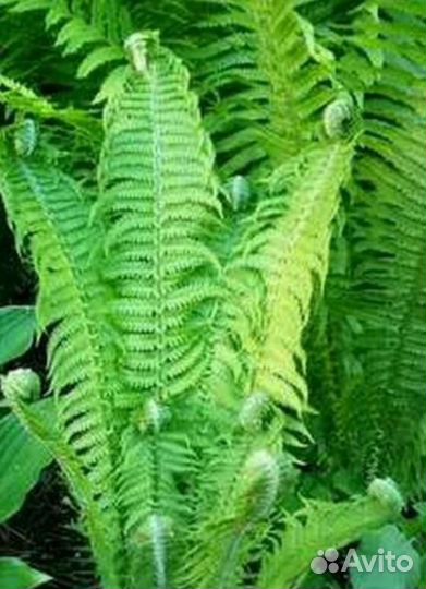 Папоротник, георгины