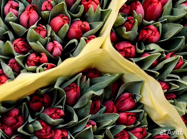 Тюльпаны оптом под заказ