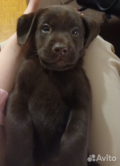 Лабрадор ретривер