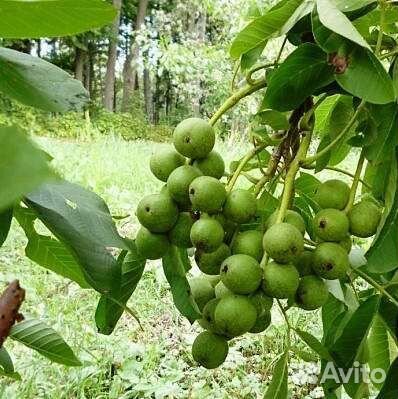 Орех Сорт Идеал привитый