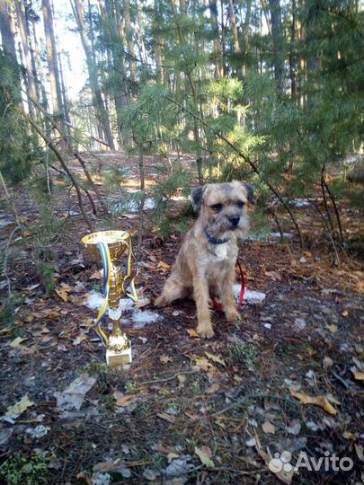 Щенки бордер терьера