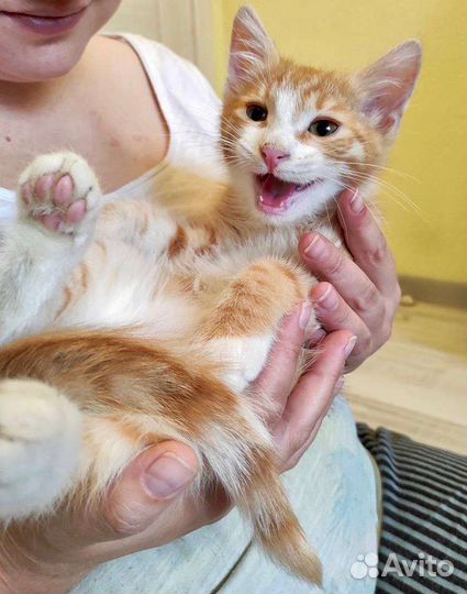 Котята в добрые руки бесплатно