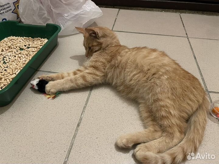 Котик Пряник