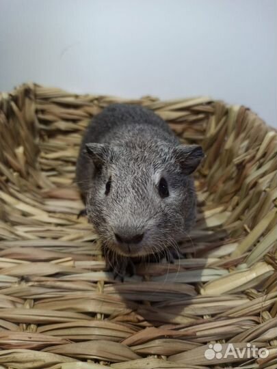 Морские свинки Гладкая