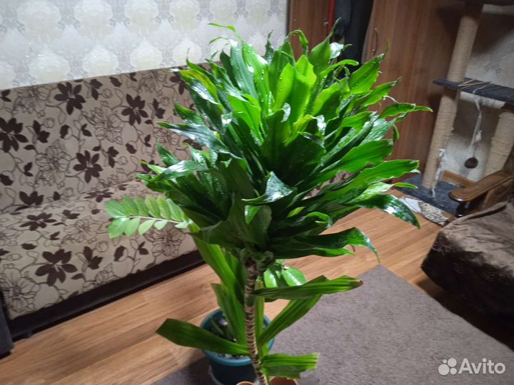 Пальма драцена