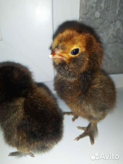 Цыплята породных кур