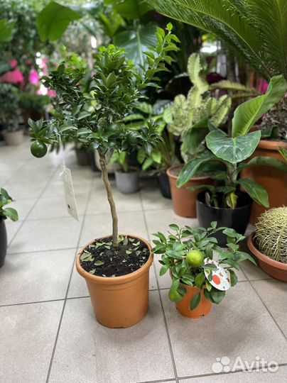 Цитрус мандарин