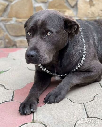 Собака в добрые руки отдам бесплатно