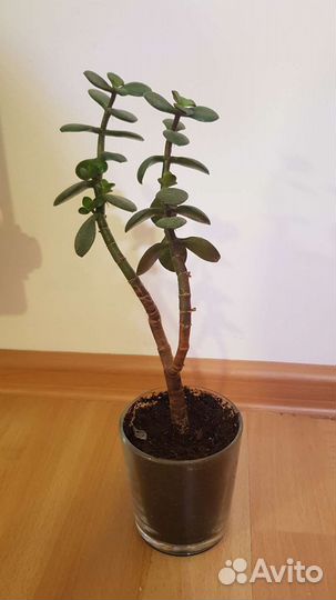 Красула толстянка