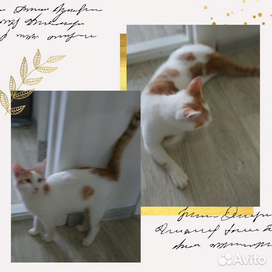 Замечательный котенок ищет дом