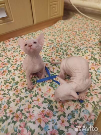 Котята сфинкс
