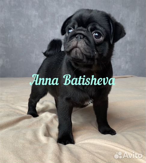 Мопсики черные