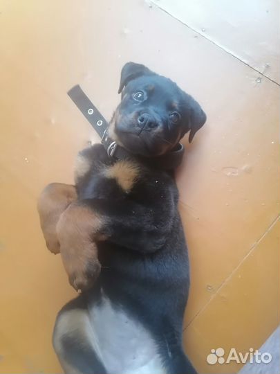 Щенок ротвейлера