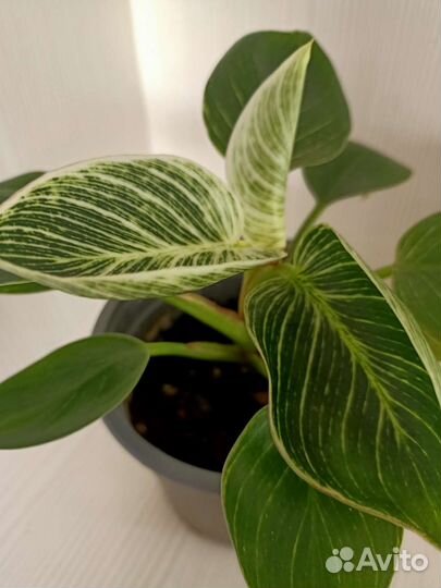 Филодендрон биркин вайт