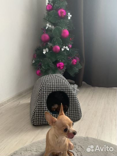 Домик для маленькой собачки