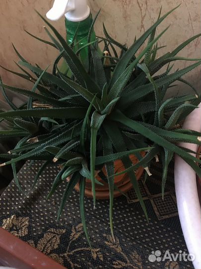 Суккулент хавортия тигровая