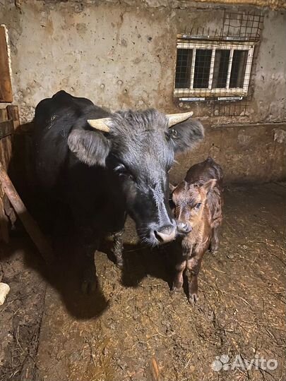 Корова дойная с теленком