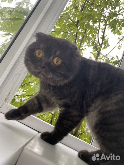 Шотландский вислоухий кот