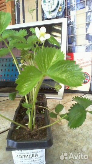 Клубника / саженцы Н 20см. сорта