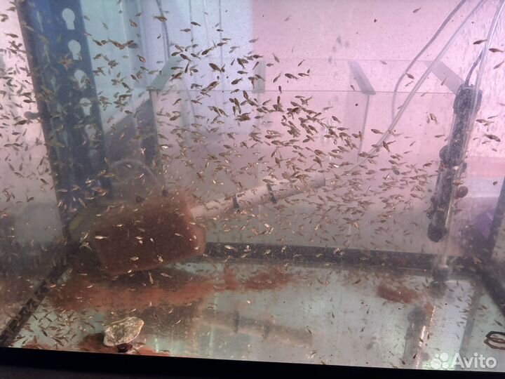 Оранда аквариумная рыбка