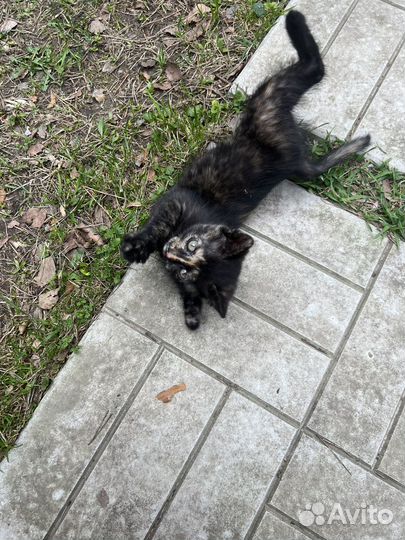 Трехцветная кошечка