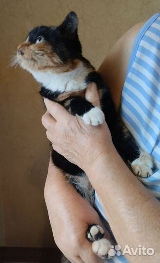 Кошечка Сима