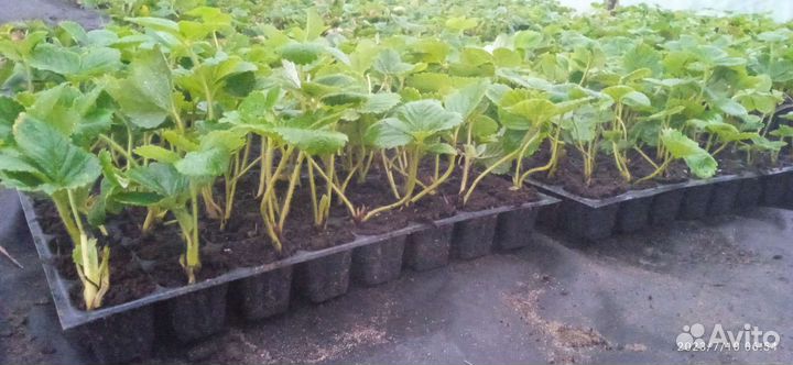 Рассада клубники