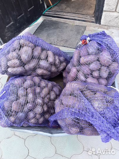 Семенной картофель