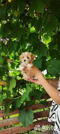 Мальтипу ф1 микро размера