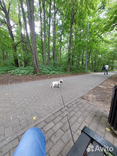 Французский бульдог