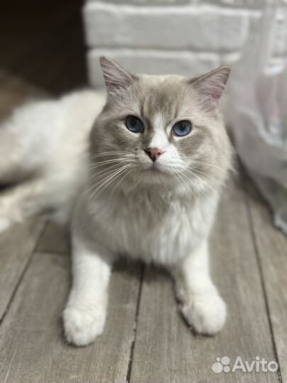 Кот Рэгдолл