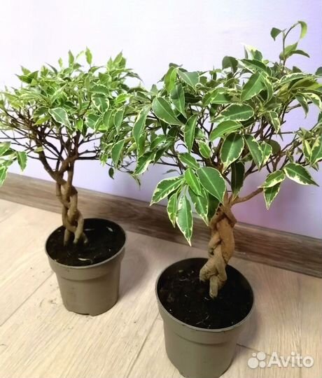 Фикус экзотика