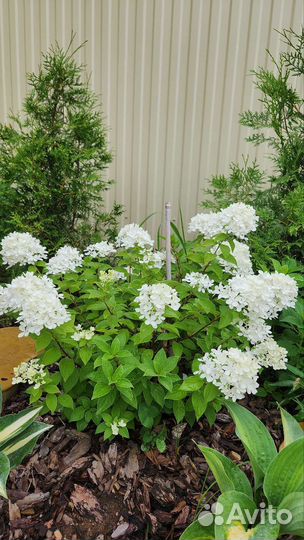 Гортензия метельчатая