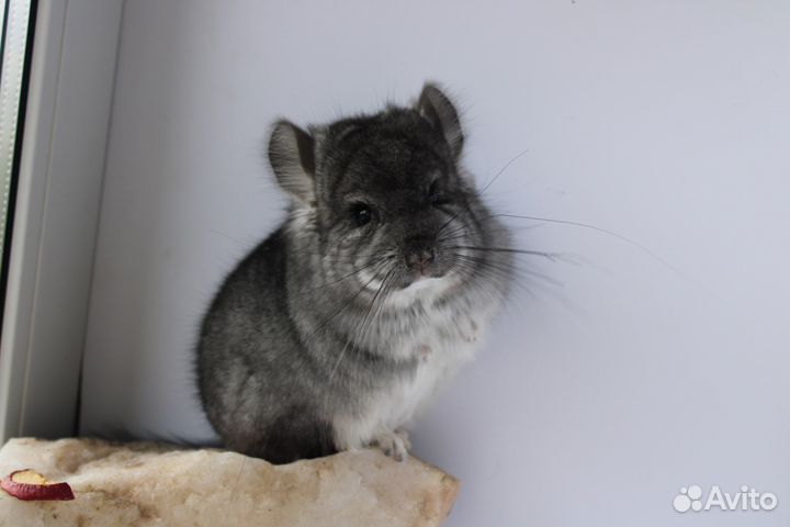 Шиншилла ангора мальчик