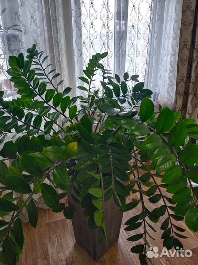 Замеакулькас