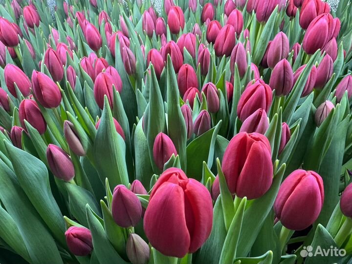 Тюльпаны к 8 марта