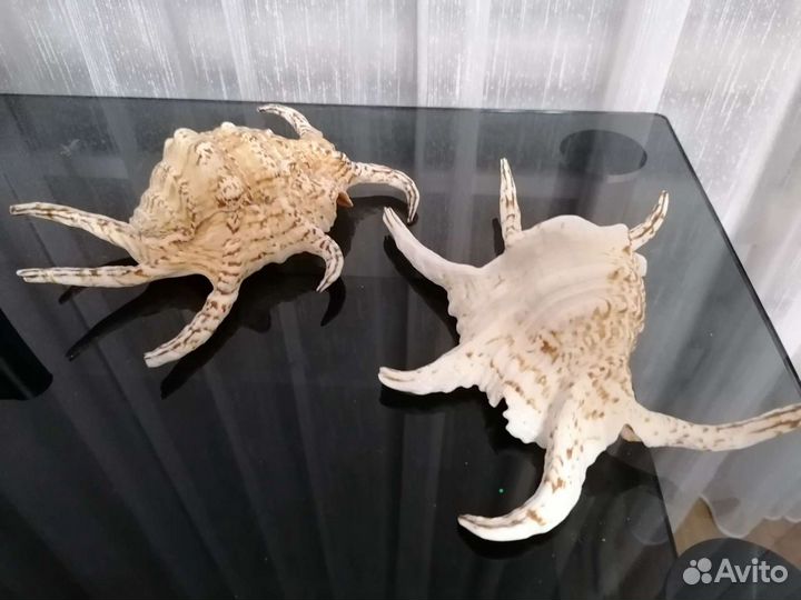 Ракушки Ламбис Ширагра
